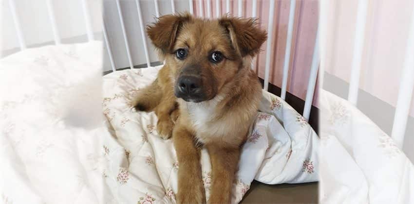 Trixie is a Small Female Spitz mix Korean rescue dog