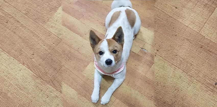 Tui is a Small Female Jack russell terrier mix Korean rescue dog