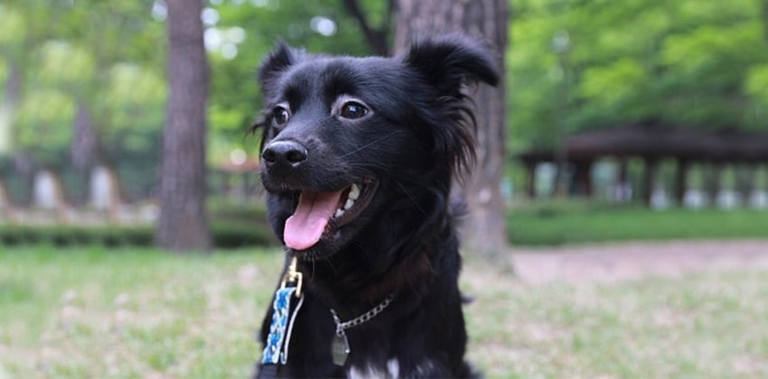 Tweetie is a Medium Male Spitz mix Korean rescue dog