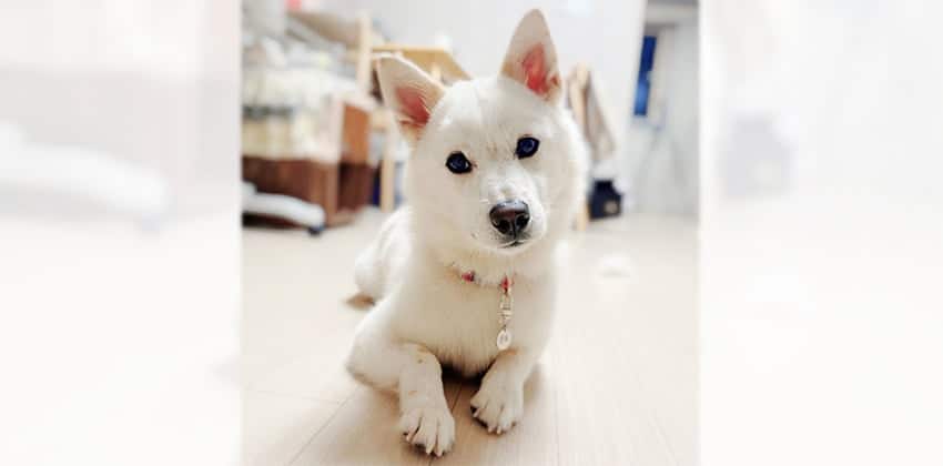 Uno is a Medium Male Jindo mix Korean rescue dog