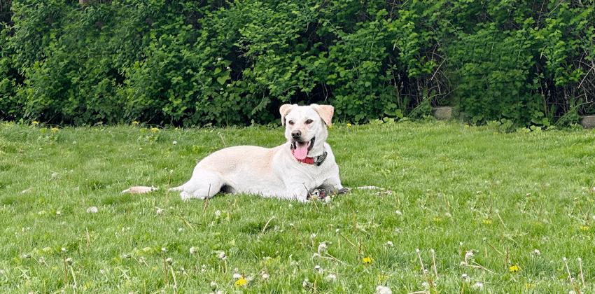 Uno is a Medium Male Labrador mix Korean rescue dog