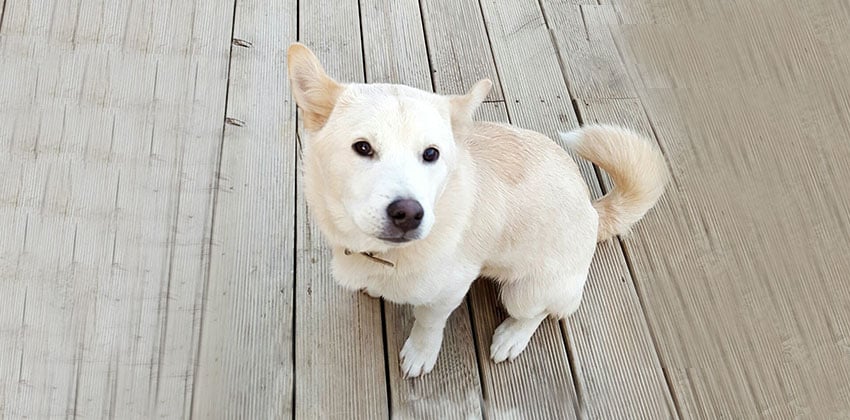 Rai is a Small Male Jindo Mix Korean rescue dog