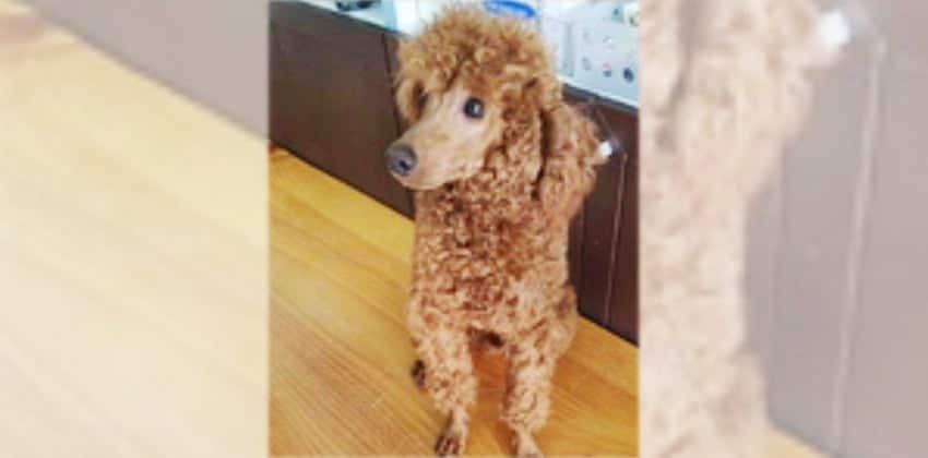 Cherry is a Small Male Poodle Korean rescue dog