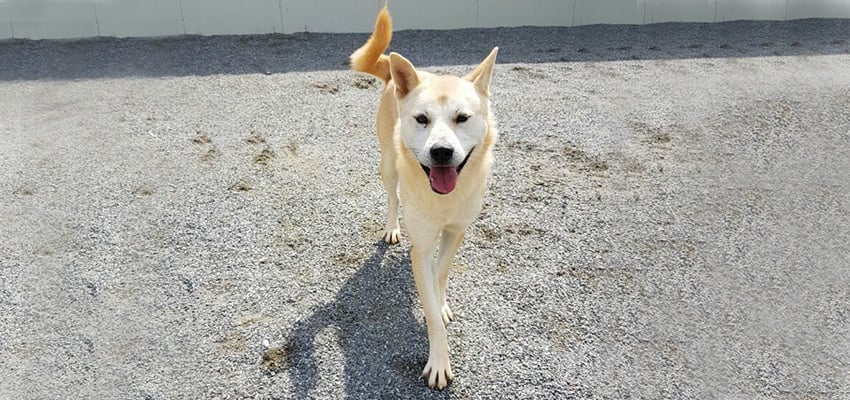 Bernie is a Medium Male Jindo Korean rescue dog