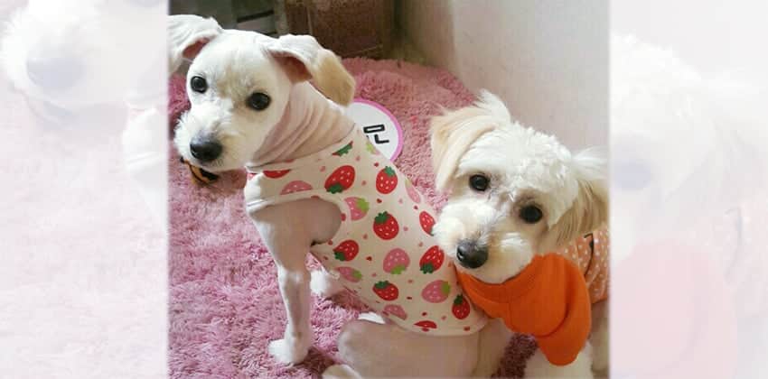 Bonggu is a Small Male Maltese mix Korean rescue dog