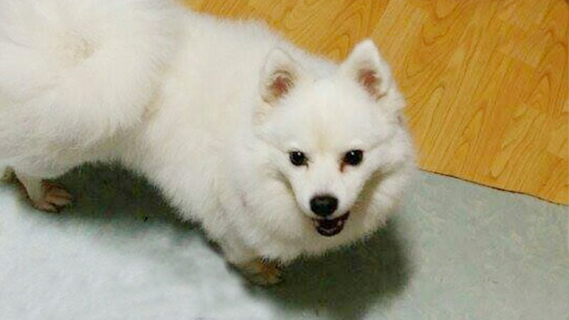 Kiki is a Medium Female Spitz mix Korean rescue dog