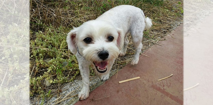 Baekhee is a Small Female Maltese mix Korean rescue dog