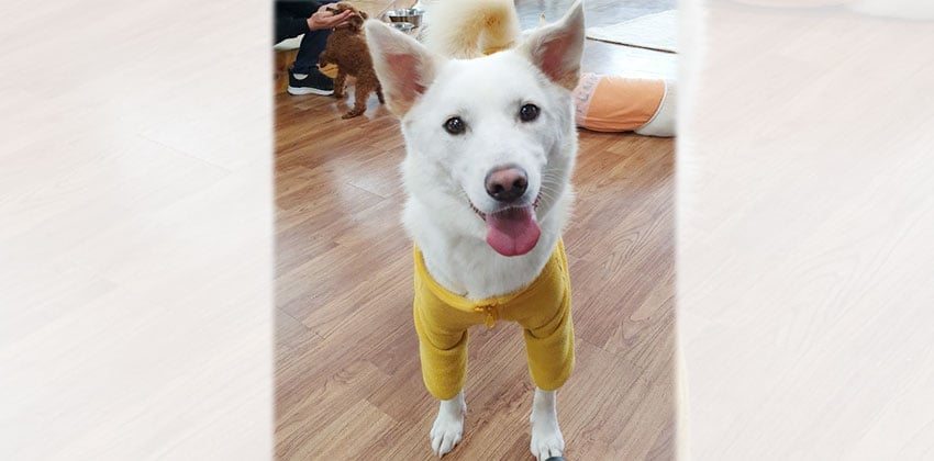 Sunny 3 is a Medium Female Jindo Korean rescue dog