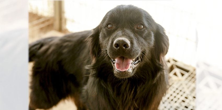 Pobi is a Large Male Golden Retriever Mix Korean rescue dog