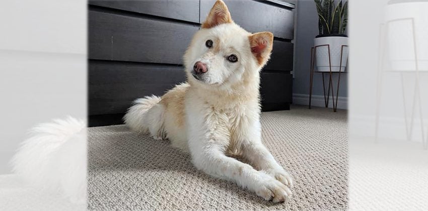 Soonsoon is a Medium Female Jindo mix Korean rescue dog