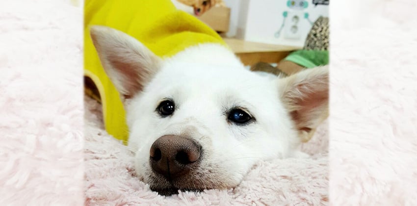 Doori is a Medium Female Jindo Korean rescue dog
