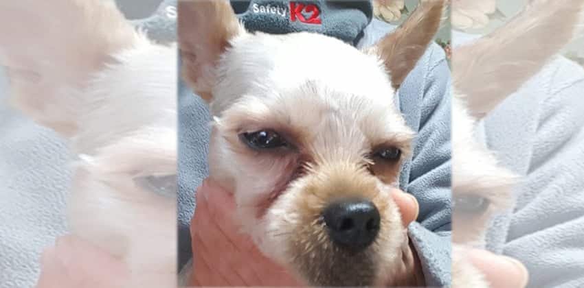Yoko is a Medium Female Spitz mix Korean rescue dog