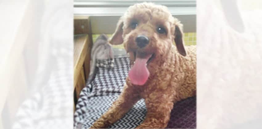 Paul is a Small Male Poodle Korean rescue dog