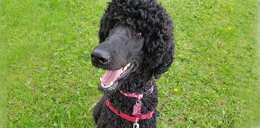 Spinel is a Large Male Poodle Korean rescue dog