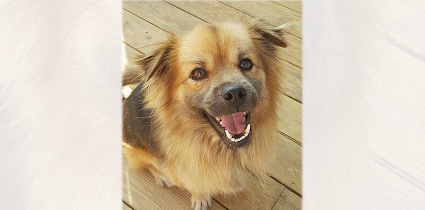 Elvin is a Small Male German spitz mix Korean rescue dog