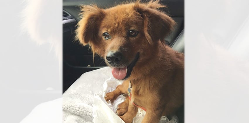 Caramel is a Medium Female Mixed Korean rescue dog