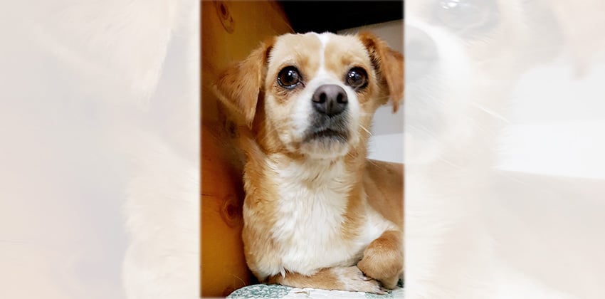 Gongju is a Small Female Mixed Korean rescue dog