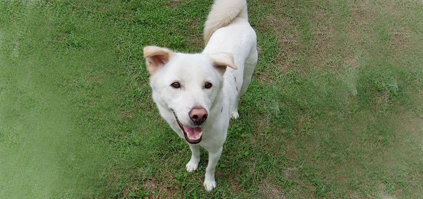 Getty is a Large Male Jindo Korean rescue dog