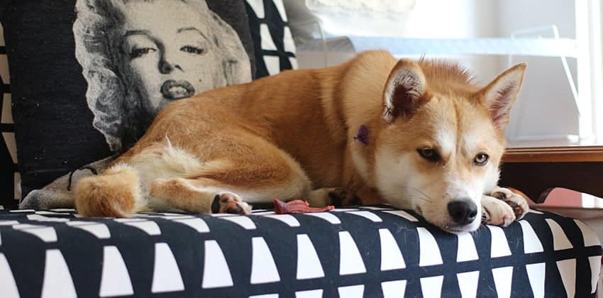 Diva is a Medium Female Shiba Inu mix Korean rescue dog