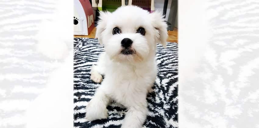 Brad is a Small Male Maltese mix Korean rescue dog