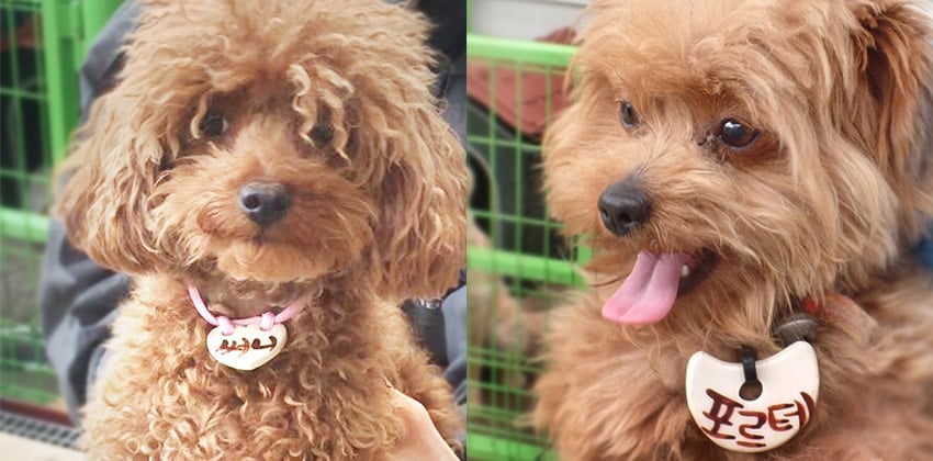 Second Chances: The Rescue of 12 Poodles