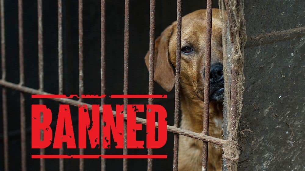 The Ban on Dog Meat Trade and Its Challenges in South Korea