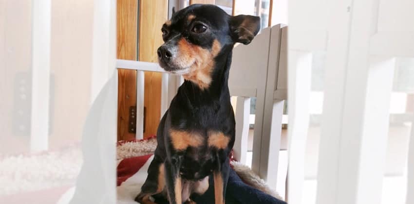 Vivi is a Small Female Miniature Pinscher Korean rescue dog