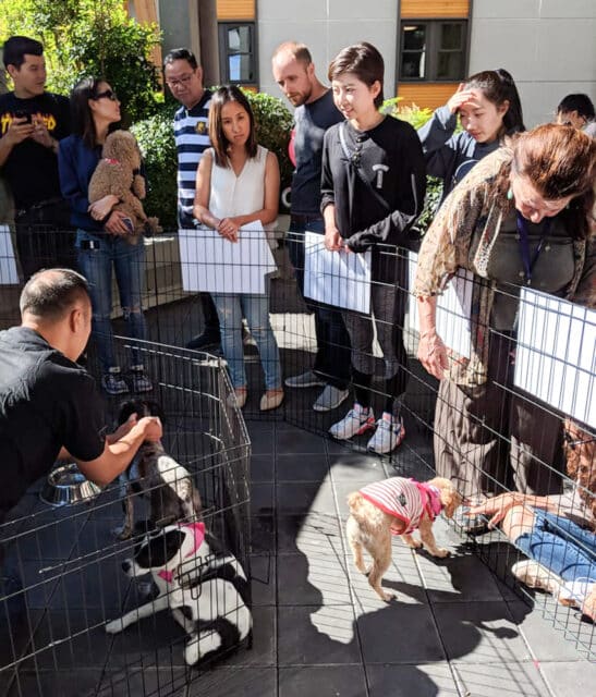 Vancouver Adoption 2018