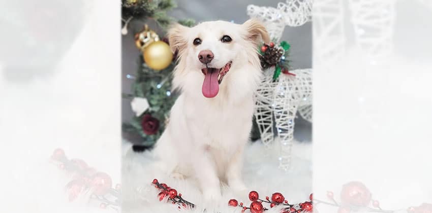 Vanilla is a Small Female Papillon mix Korean rescue dog