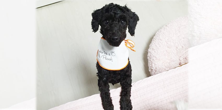 Wally is a Small Male Poodle Korean rescue dog