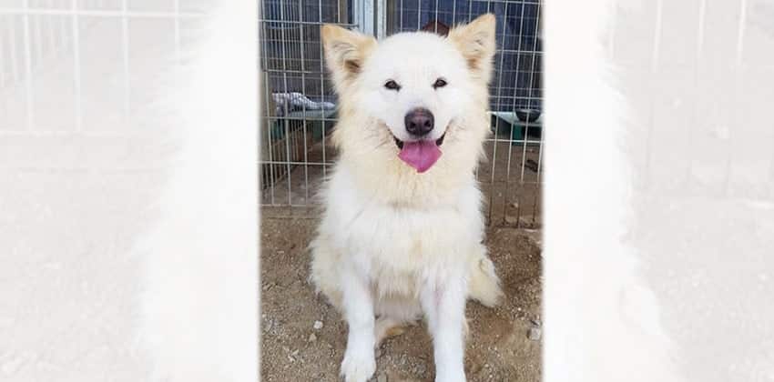 Wansun is a Medium Female Samoyed mix Korean rescue dog