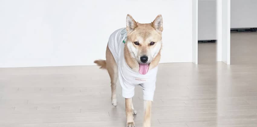 Wanyi is a Medium Female Shiba Inu mix Korean rescue dog
