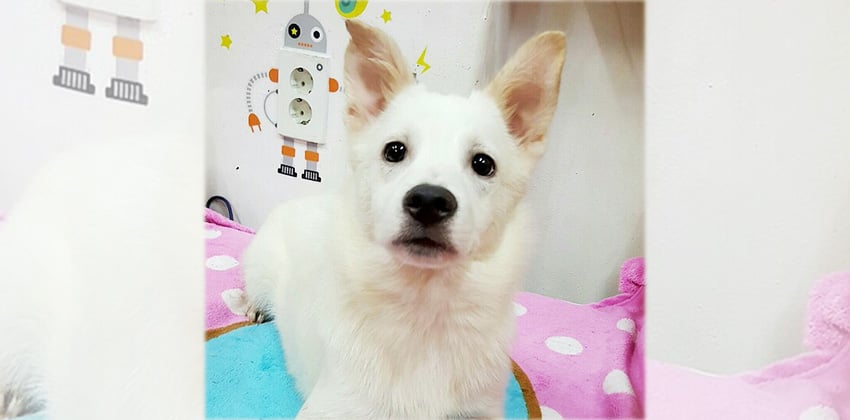 Weol is a Medium Male Jindo Korean rescue dog
