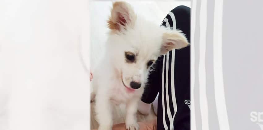 White is a Small Female Mixed Korean rescue dog