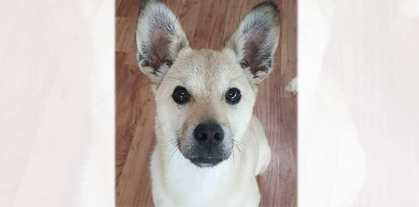 Will is a Small Male Mixed Korean rescue dog