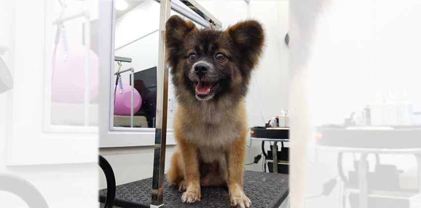 William is a Medium Male Mittelspitz Korean rescue dog