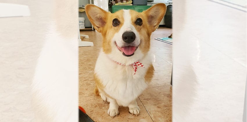 Willie is a Medium Male Welsh corgi Korean rescue dog