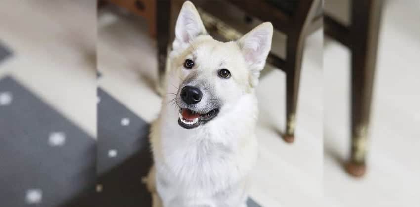 Wilson is a Medium Male Jindo mix Korean rescue dog