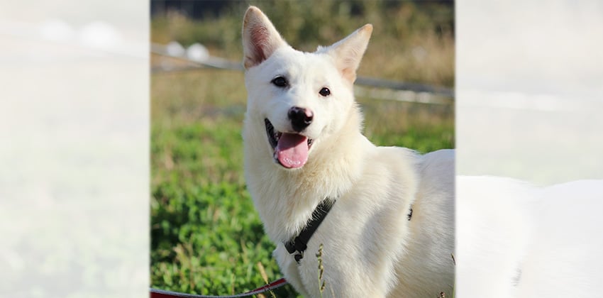 Wimi is a Medium Female Jindo Korean rescue dog