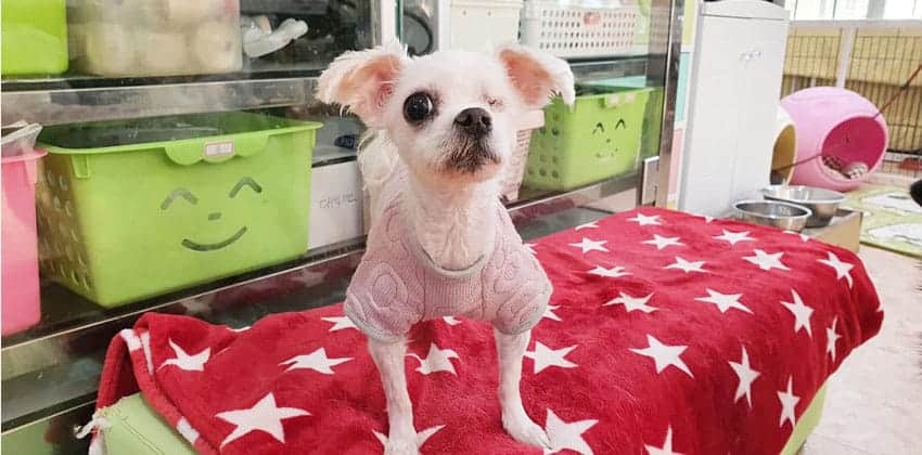 Wink is a Small Female Maltese Korean rescue dog