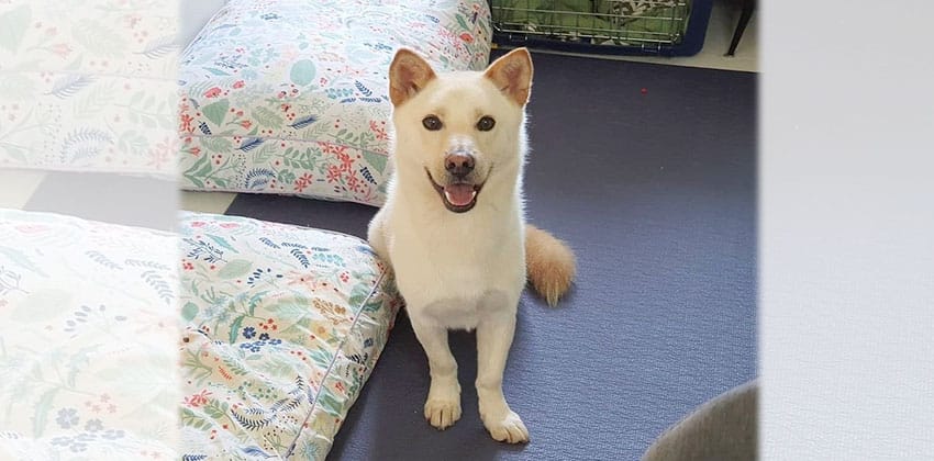 Winner is a Medium Male Jindo mix Korean rescue dog