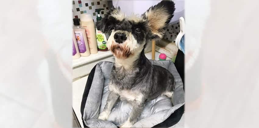 Winnie is a Small Female Schnauzer Korean rescue dog