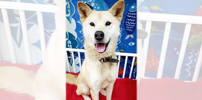 Wondy is a Medium Female Jindo Mix Korean rescue dog