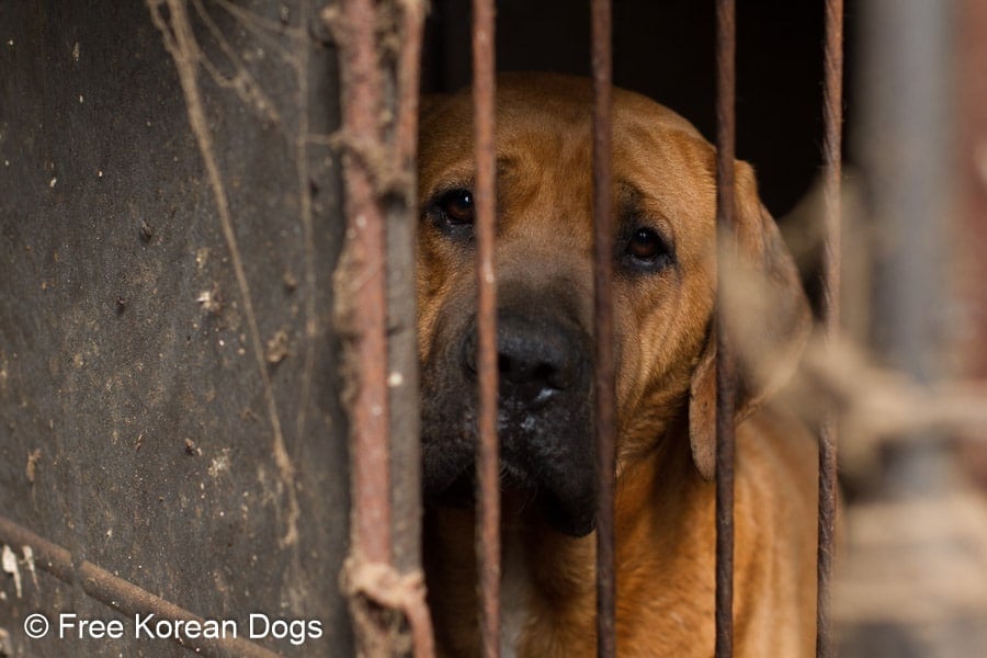 Wonju-dog-meat-farm_26