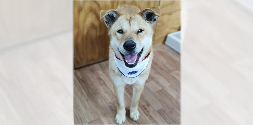 Wonsoon is a Large Female Jindo mix Korean rescue dog