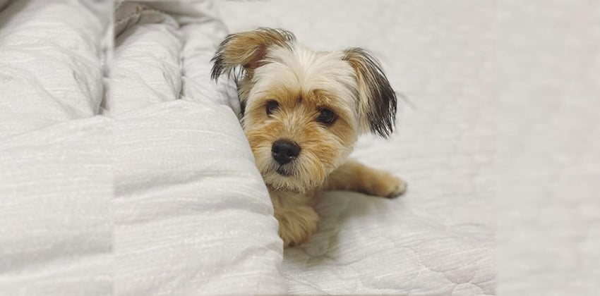Woodong is a Small Male Yorkshire terrier mix Korean rescue dog