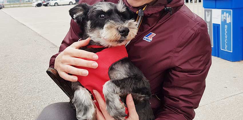 Woojoo is a Small Male Schnauzer Korean rescue dog