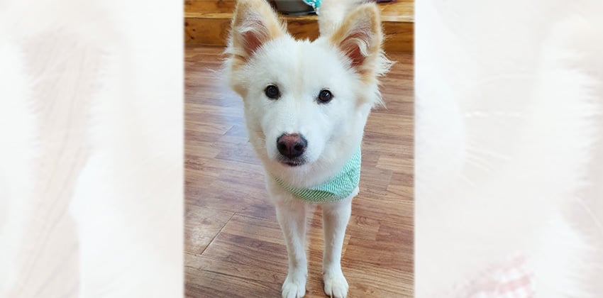 Wooju is a Medium Female Samoyed mix Korean rescue dog