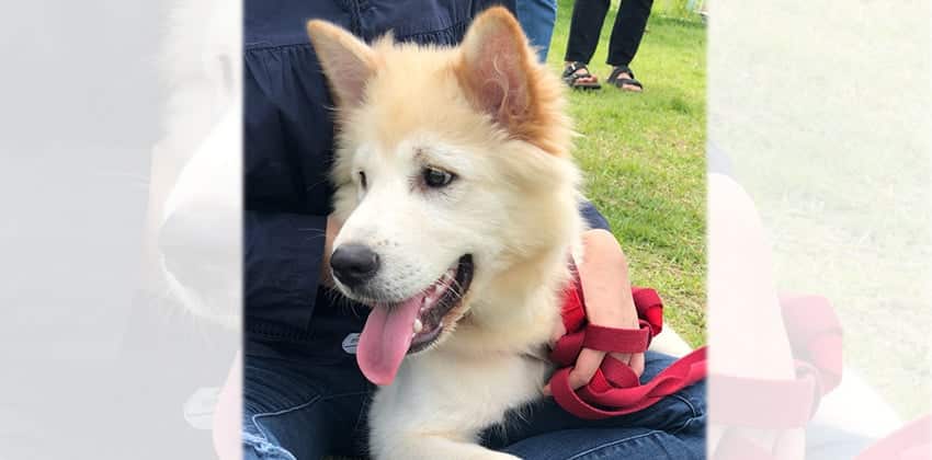 Woomyung is a Medium Male Jindo mix Korean rescue dog