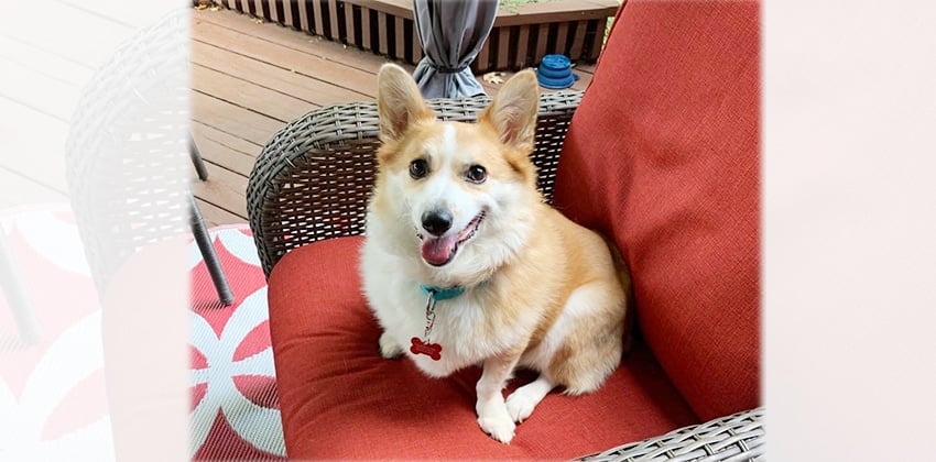 Wyn is a Medium Male Welsh corgi mix Korean rescue dog